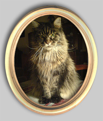 Grey Shadow - Hodowla Kot�w Maine Coon
